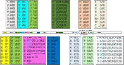 Functional Domains of the Early Proteins and Experimental and Epidemiological Studies Suggest a Role for the Novel Human Polyomaviruses in Cancer